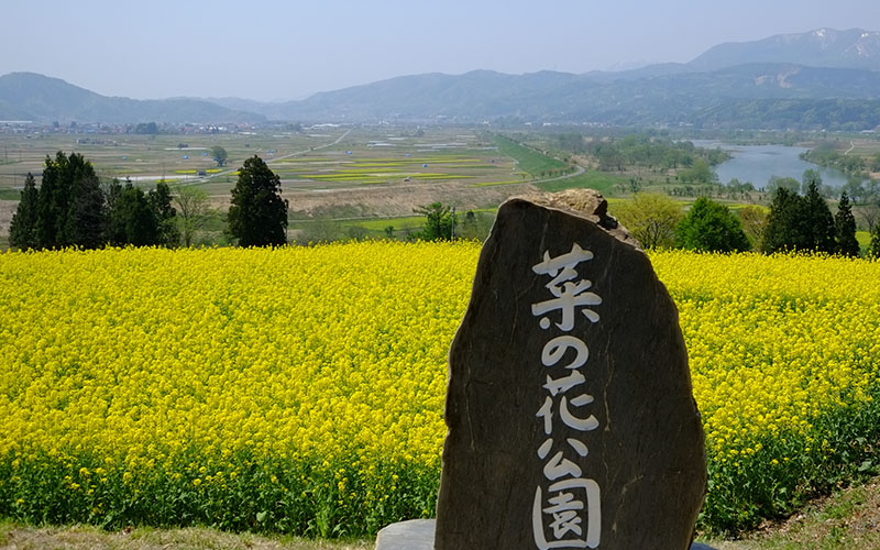 菜の花公園